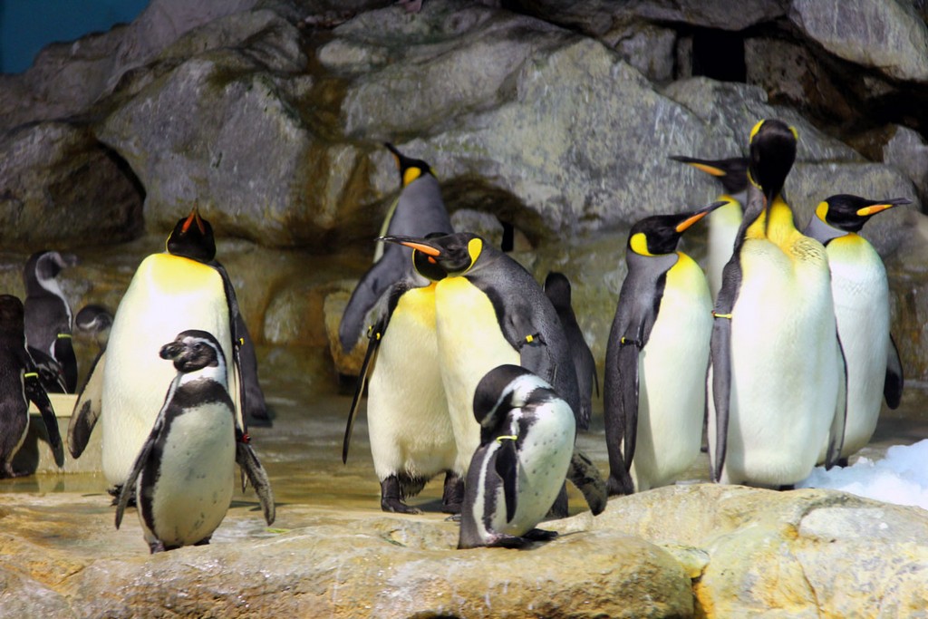 Комодо 2011 Комодо 2011