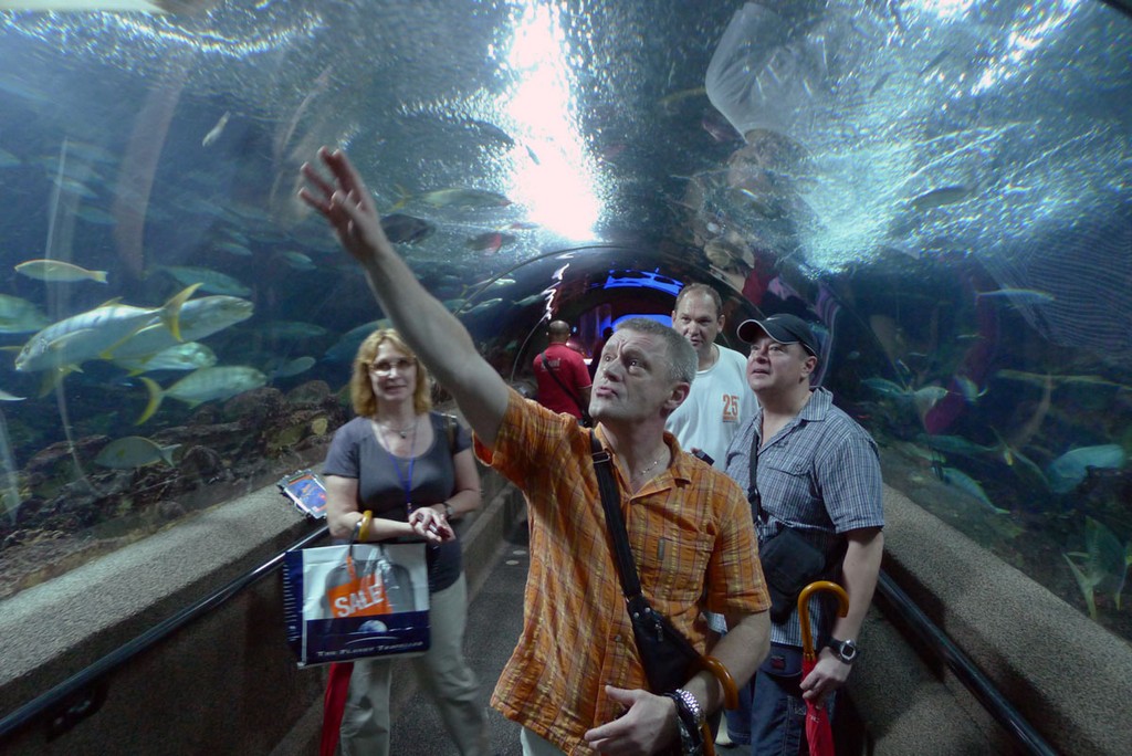 Комодо 2011 Комодо 2011