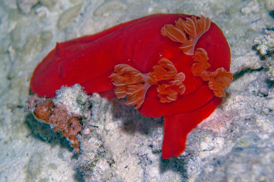 Хургада август 2011 Хургада август 2011