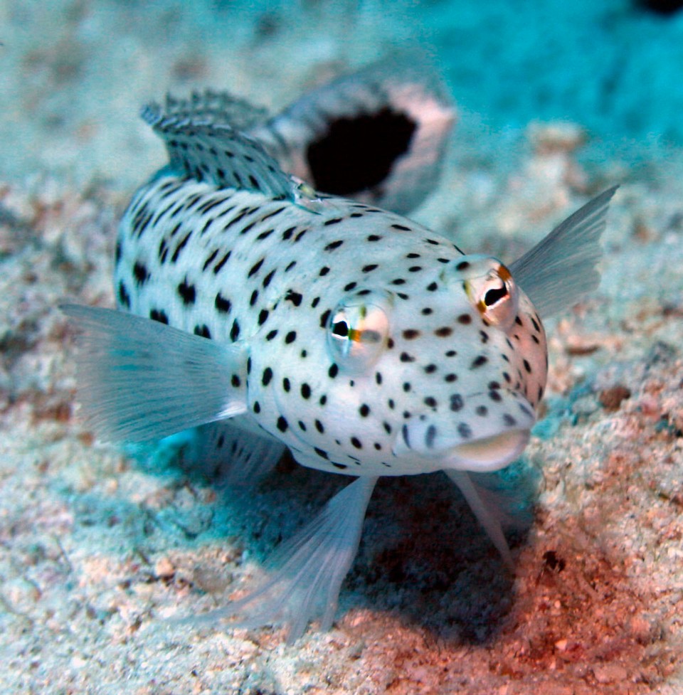 Хургада август 2011 Хургада август 2011