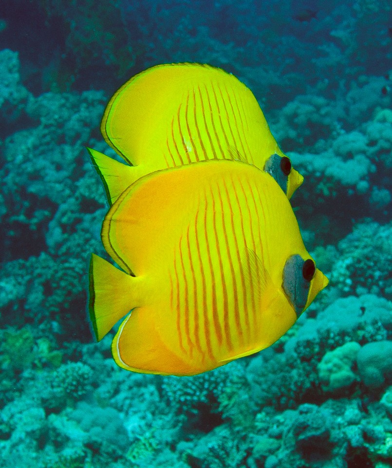 Хургада август 2011 Хургада август 2011