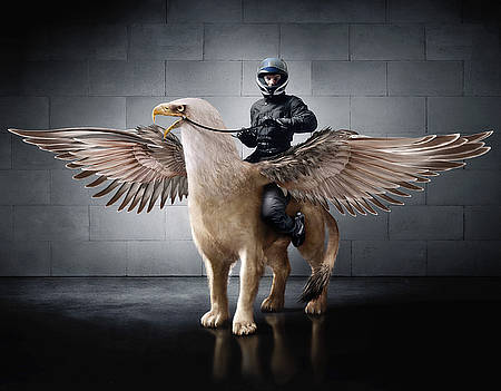 Thefighter Thefighter