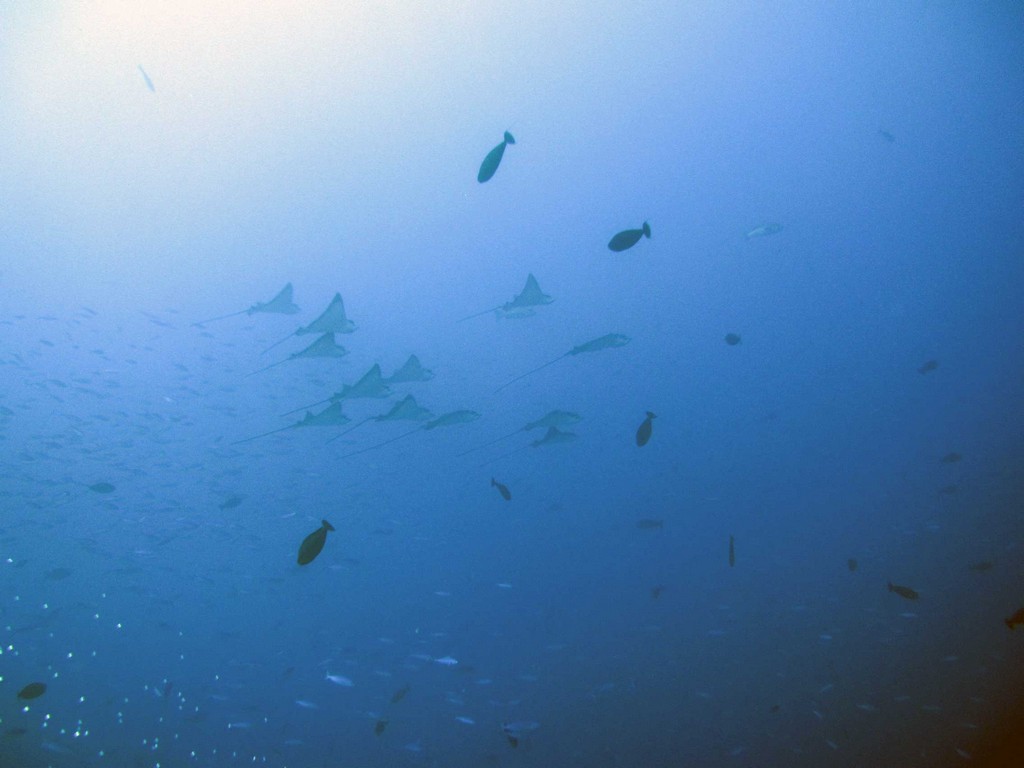 Мальдивы март 2011 Мальдивы март 2011