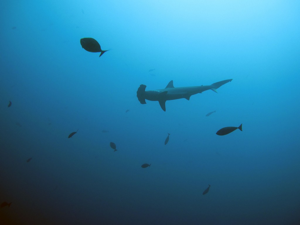 Мальдивы март 2011 Мальдивы март 2011