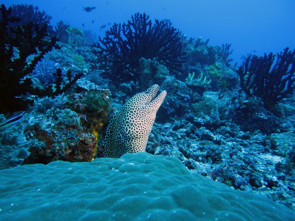 Мальдивы март 2011 Мальдивы март 2011