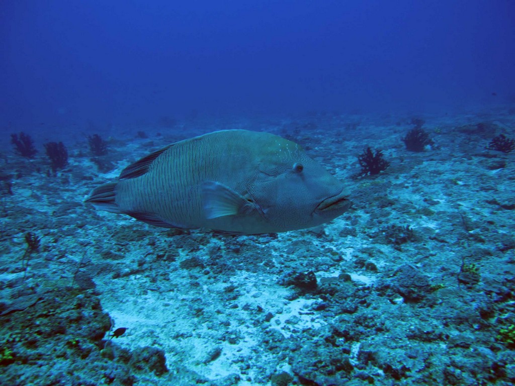 Мальдивы март 2011 Мальдивы март 2011