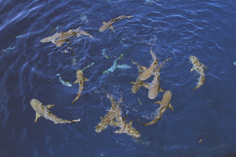 Палау_ноябрь 2010 Палау_ноябрь 2010