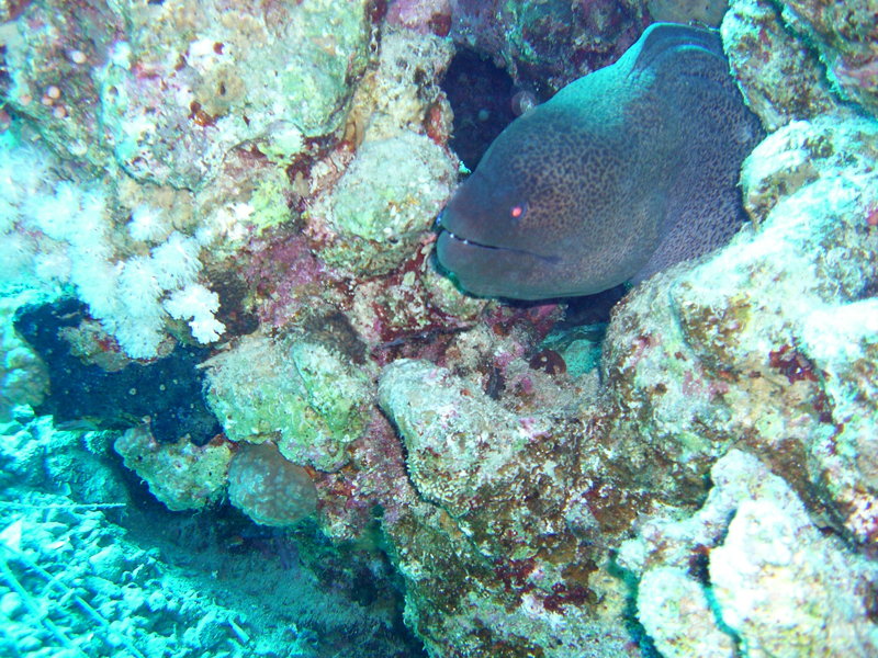 Мурена на посту Мурена на посту