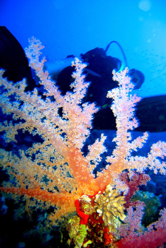 Сафари на дальний юг. Quick Shadow. Сафари на дальний юг. Quick Shadow.