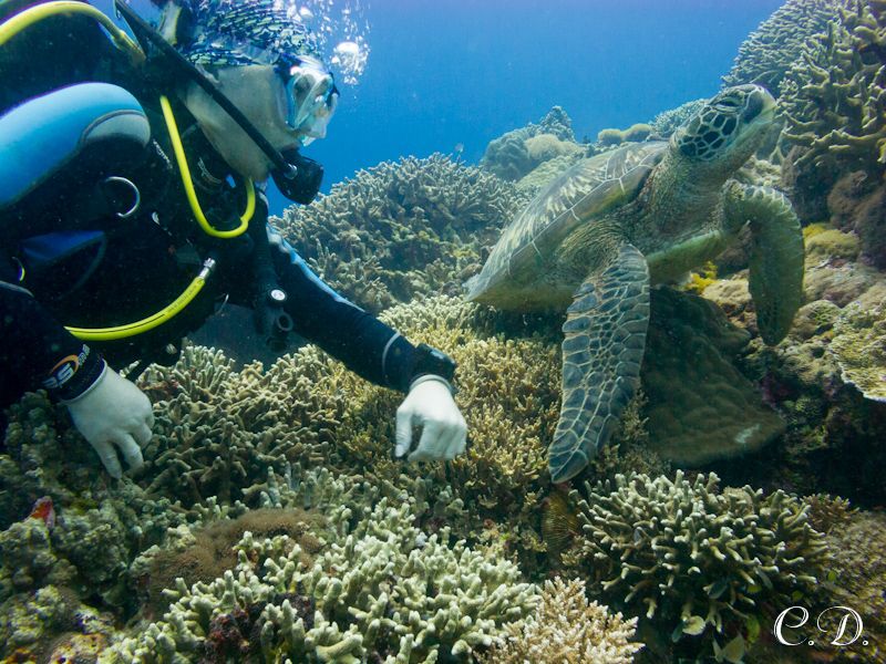 филиппины филиппины