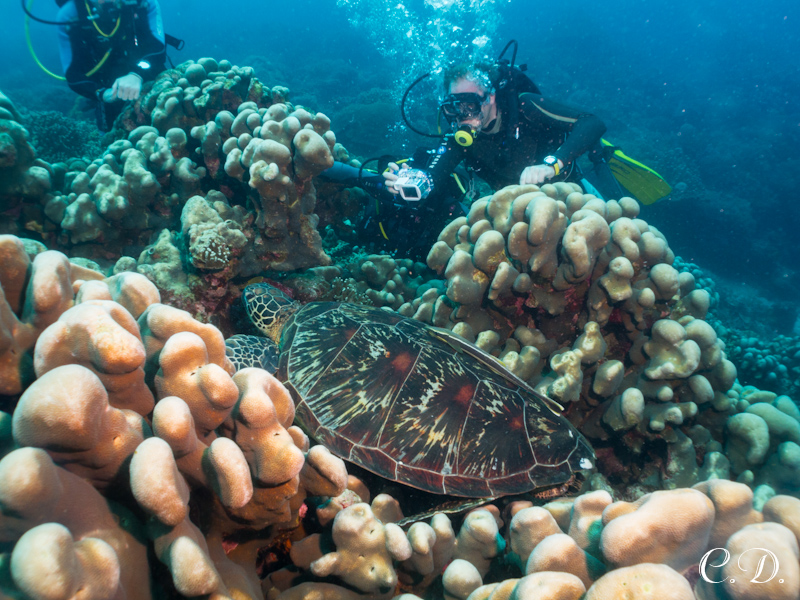 филиппины филиппины