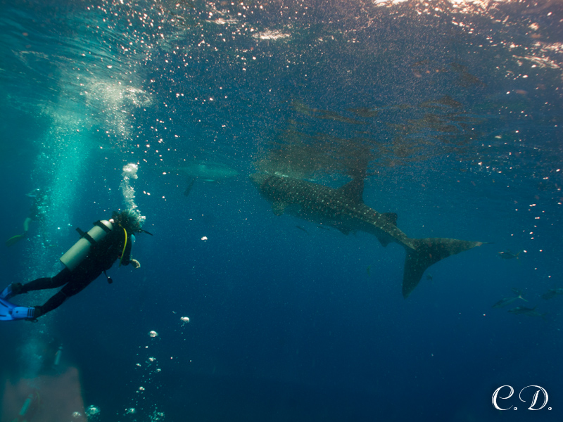 филиппины филиппины