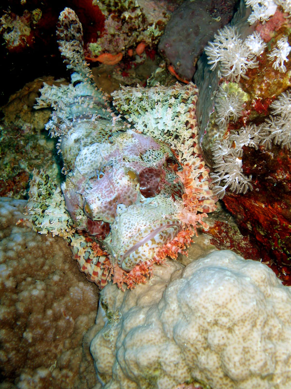 Сафари на дальний юг. Quick Shadow. Сафари на дальний юг. Quick Shadow.