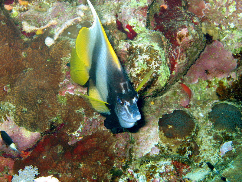 Сафари на дальний юг. Quick Shadow. Сафари на дальний юг. Quick Shadow.