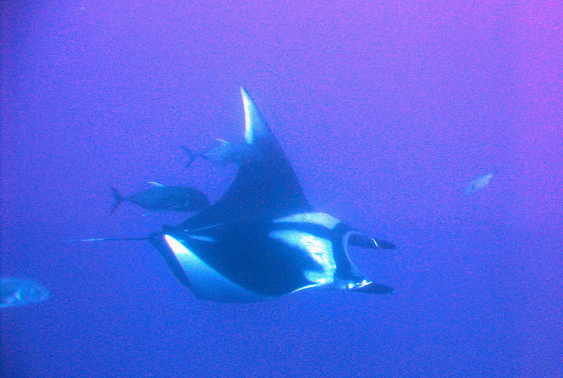 Сафари на дальний юг. Quick Shadow. Сафари на дальний юг. Quick Shadow.