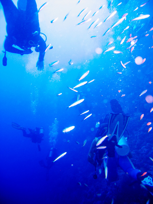 Сафари на дальний юг. Quick Shadow. Сафари на дальний юг. Quick Shadow.