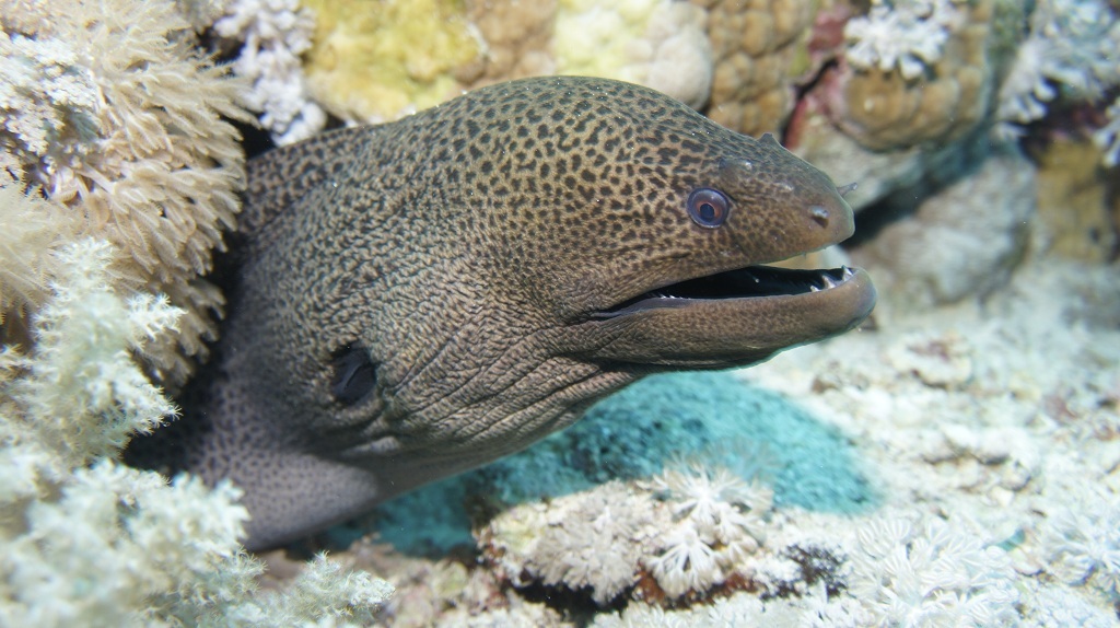 Сафари Египет май 2012 Сафари Египет май 2012