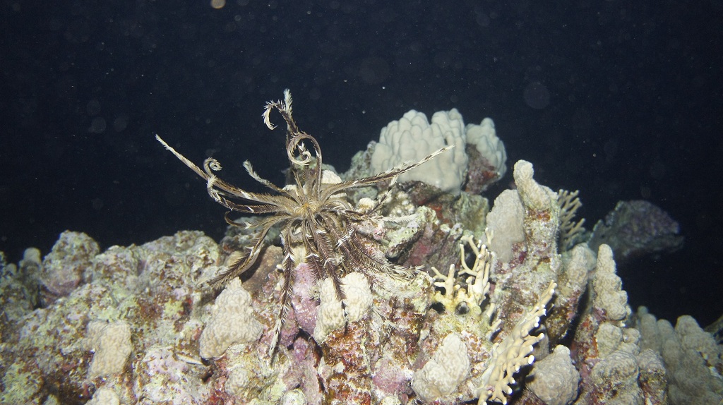 Сафари Египет май 2012 Сафари Египет май 2012