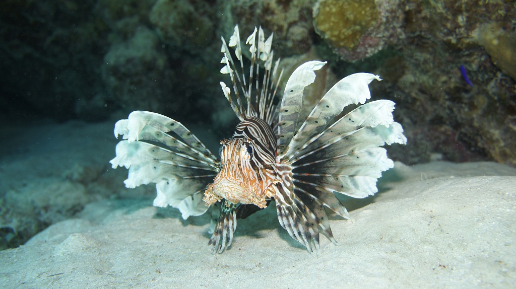 Сафари Египет май 2012 Сафари Египет май 2012