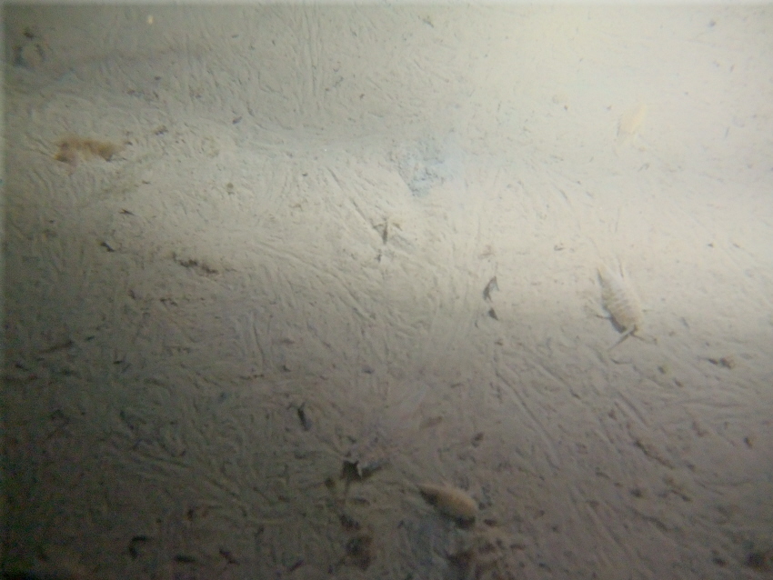 криль криль