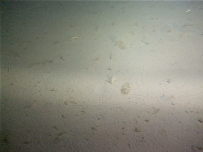 криль криль