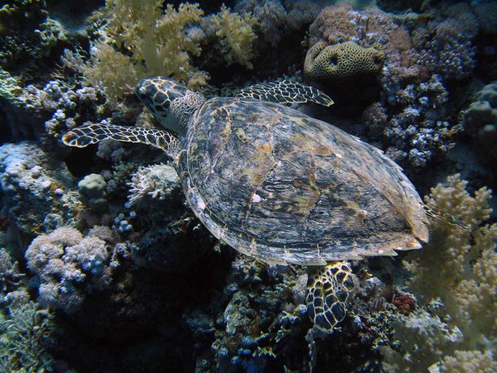 Бразерс 2012 Бразерс 2012