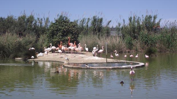 Salina Birds Park Salina Birds Park