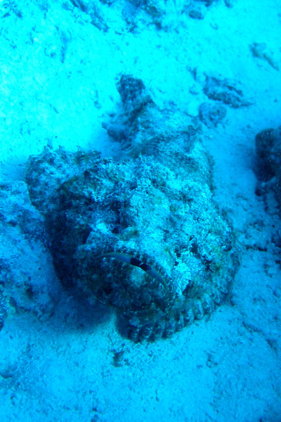 Рифы Хургады. Бородавчатка. Рифы Хургады. Бородавчатка.