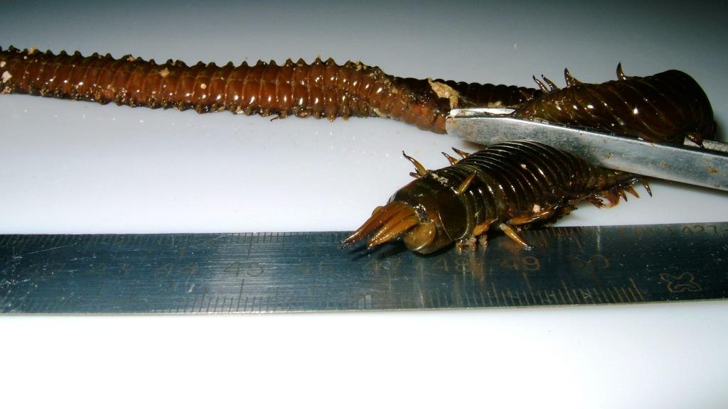 червь червь