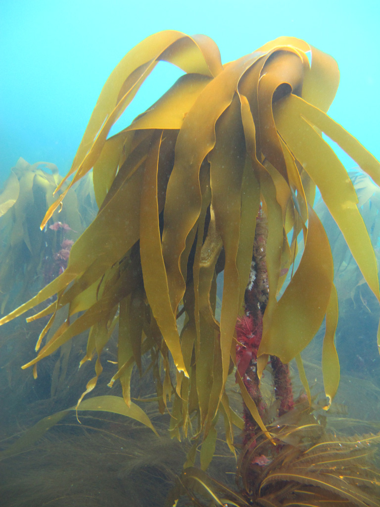 Баренцево, Рыбачий июль 2012 г. Баренцево, Рыбачий июль 2012 г.