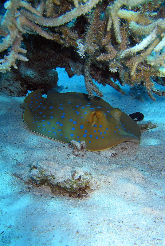 Хургада - 2007 Хургада - 2007