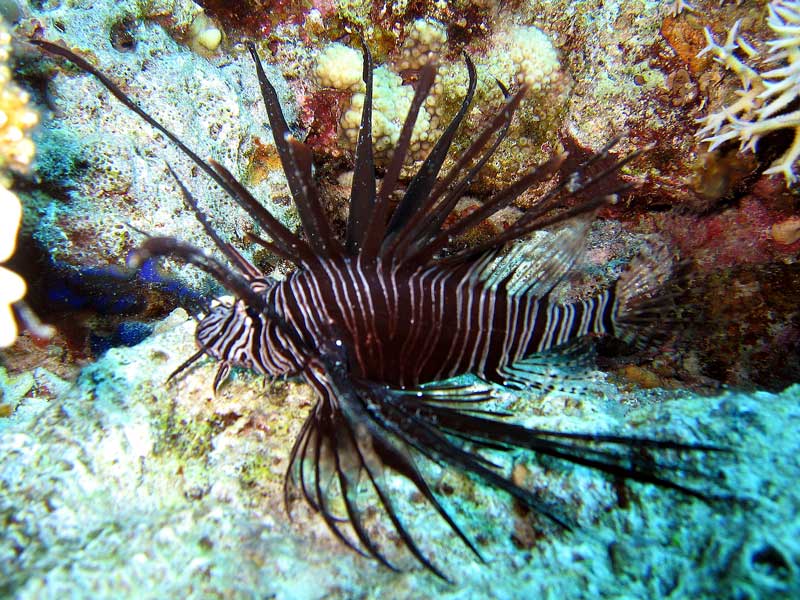 Хургада - 2007 Хургада - 2007