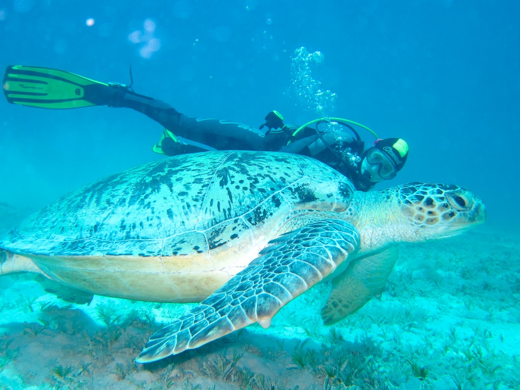 Египет - сафари, Большое Островное Путешествие Египет - сафари, Большое Островное Путешествие