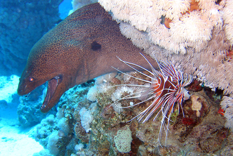 Хургада - 2007 Хургада - 2007