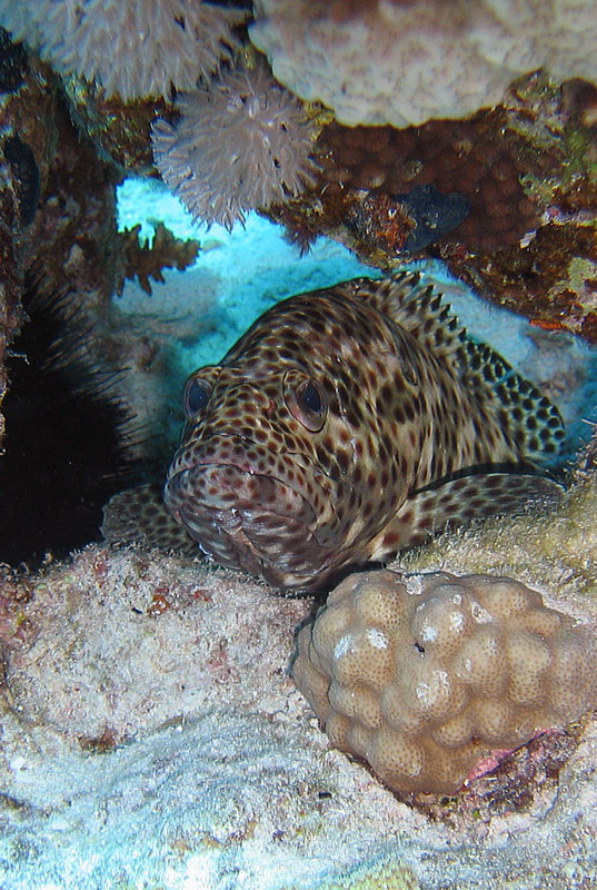 Хургада - 2007 Хургада - 2007