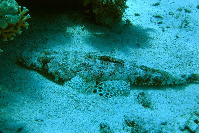 Хургада 2007 Хургада 2007