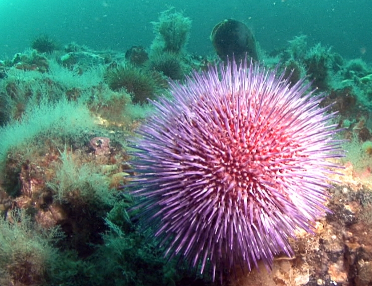 Echinus esculentus Echinus esculentus