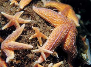 Asteriars rubens Asteriars rubens