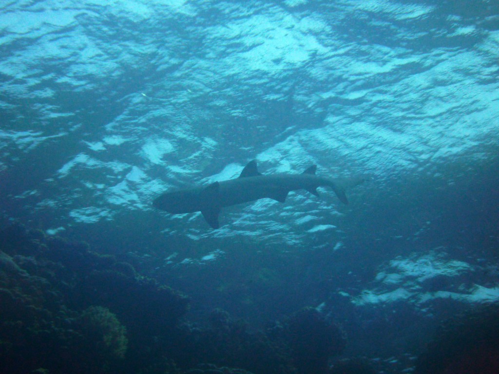 Дальний Юг 2012 Дальний Юг 2012