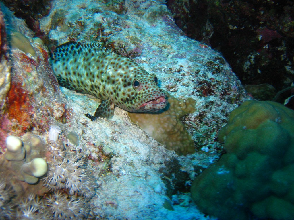 Дальний Юг 2012 Дальний Юг 2012