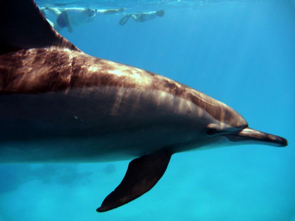 Дальний Юг 2012 Дальний Юг 2012