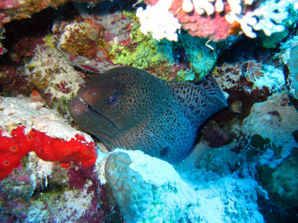 Дальний Юг 2012 Дальний Юг 2012