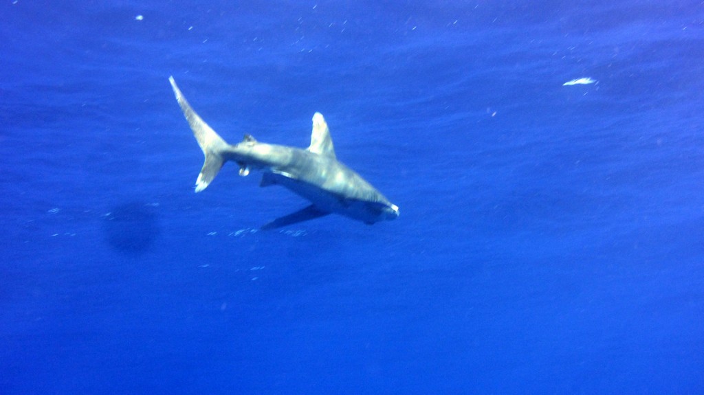 Дальний Юг 2012 Дальний Юг 2012