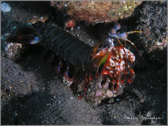 креветка креветка