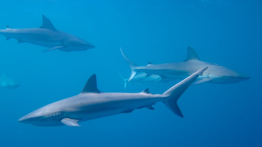 sCuba Diving с Дм.Холоденко! sCuba Diving с Дм.Холоденко!