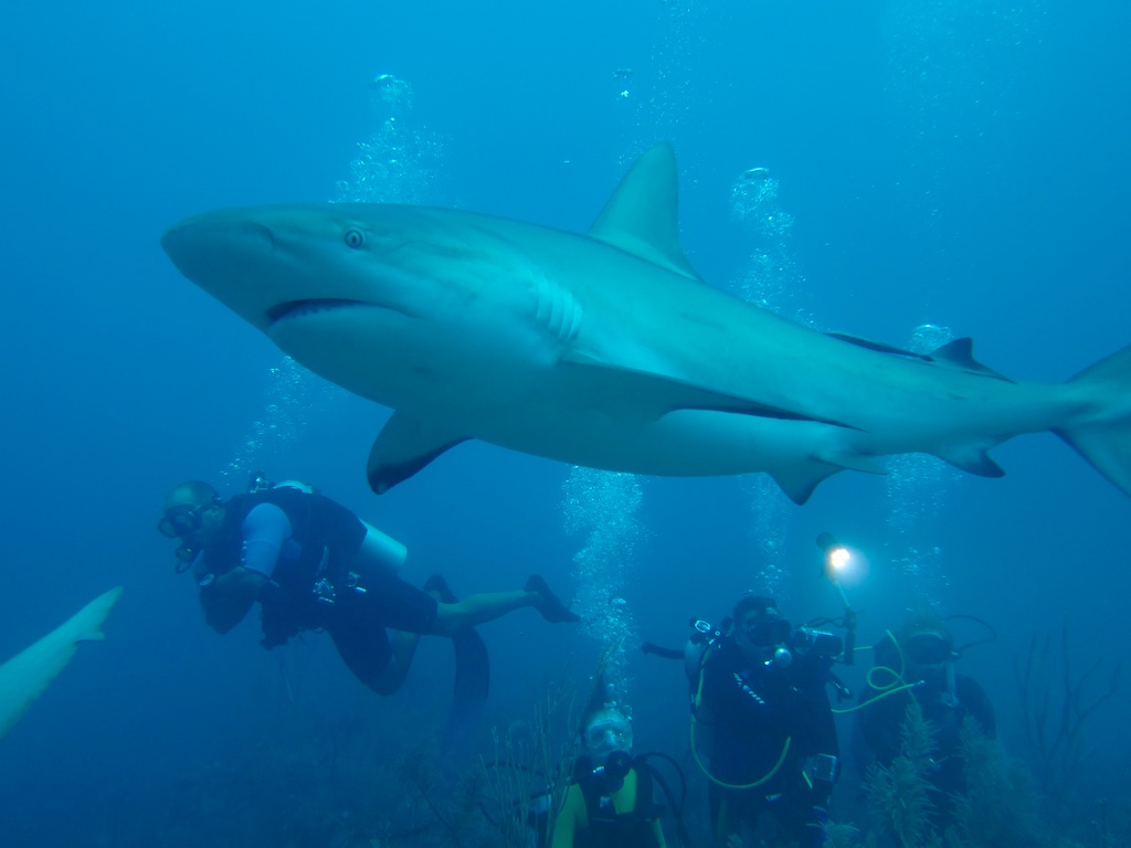 sCuba Diving с Дм.Холоденко! sCuba Diving с Дм.Холоденко!