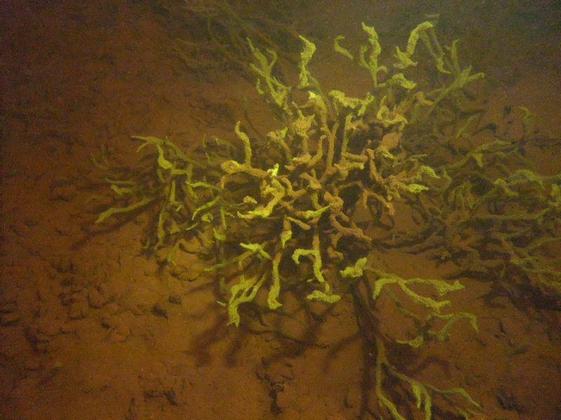 врево врево