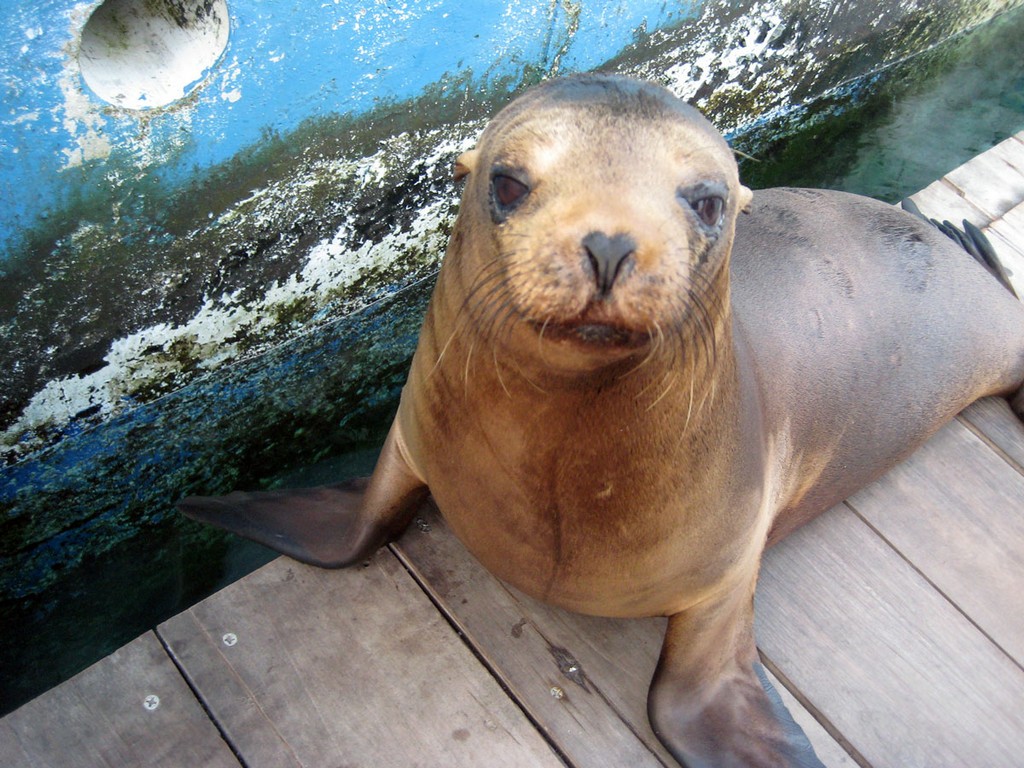 Галапагосы Галапагосы