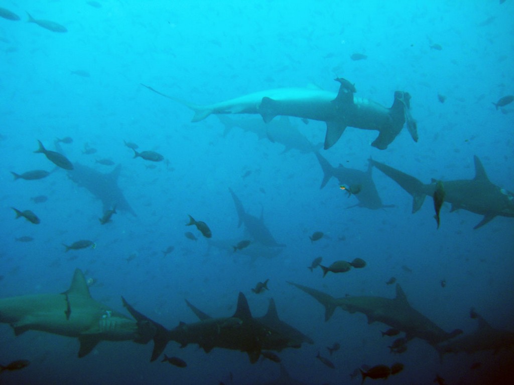 Галапагосы Галапагосы