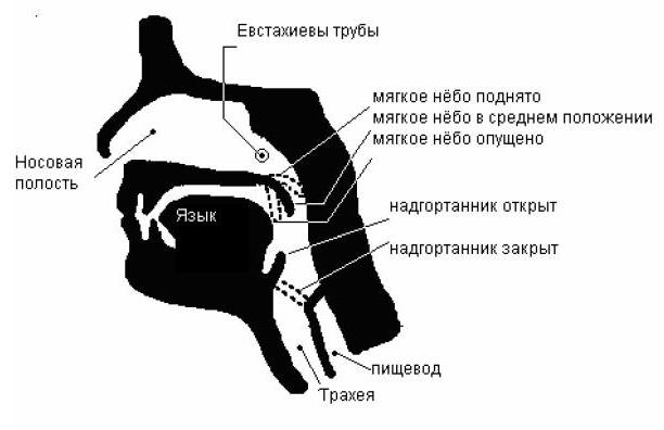 Мягкое нёбо Мягкое нёбо